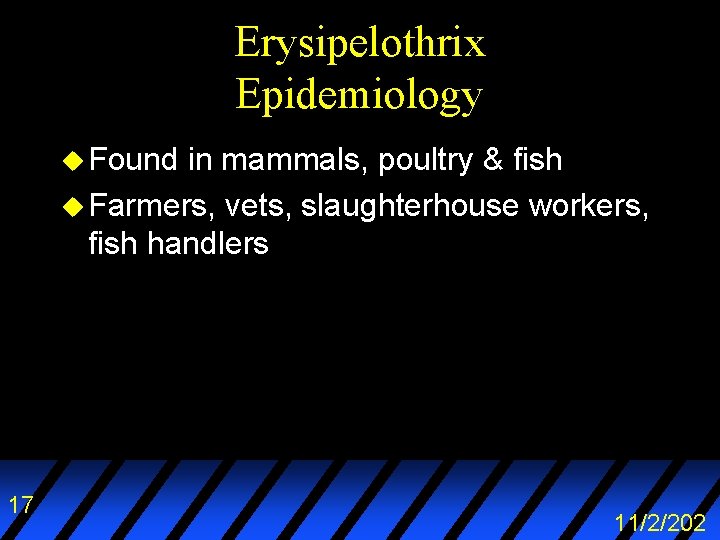 Erysipelothrix Epidemiology u Found in mammals, poultry & fish u Farmers, vets, slaughterhouse workers,