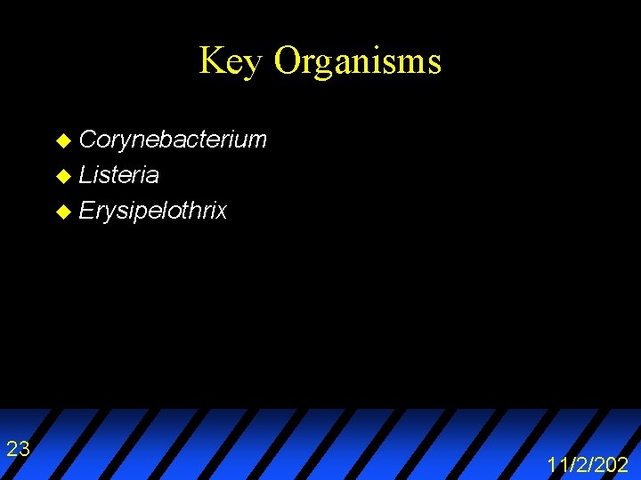 Key Organisms u Corynebacterium u Listeria u Erysipelothrix 23 11/2/202 