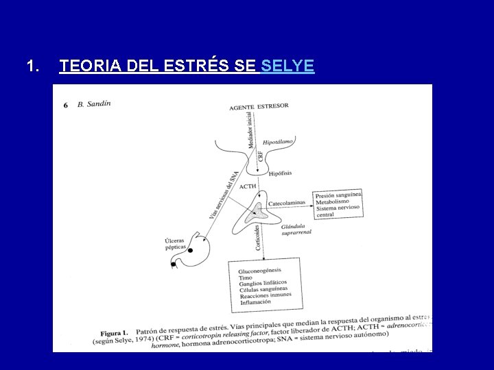 1. TEORIA DEL ESTRÉS SE SELYE 