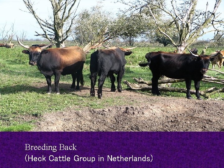 Breeding Back (Heck Cattle Group in Netherlands) 