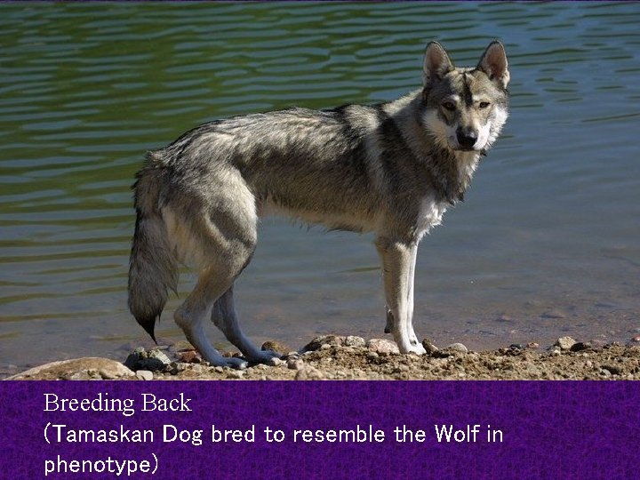 Breeding Back (Tamaskan Dog bred to resemble the Wolf in phenotype) 