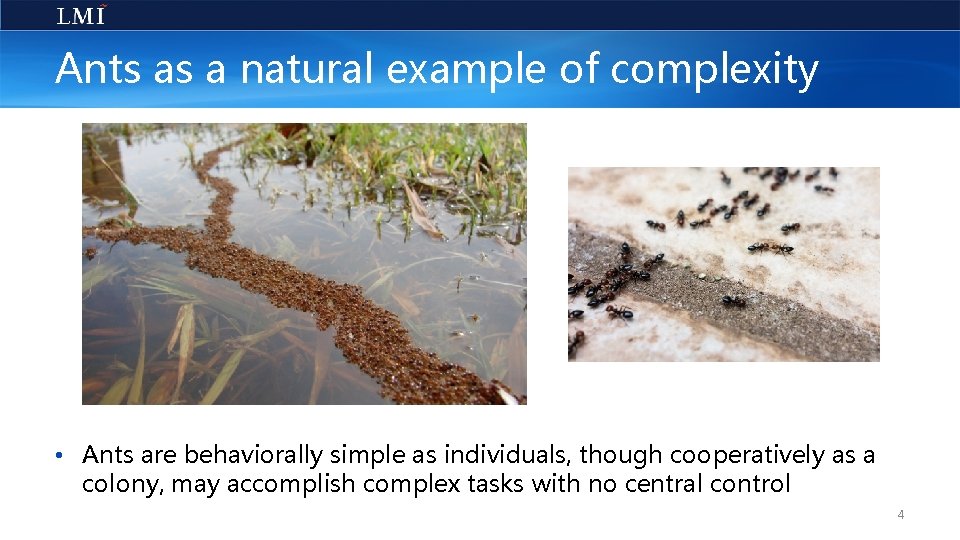 Ants as a natural example of complexity • Ants are behaviorally simple as individuals,