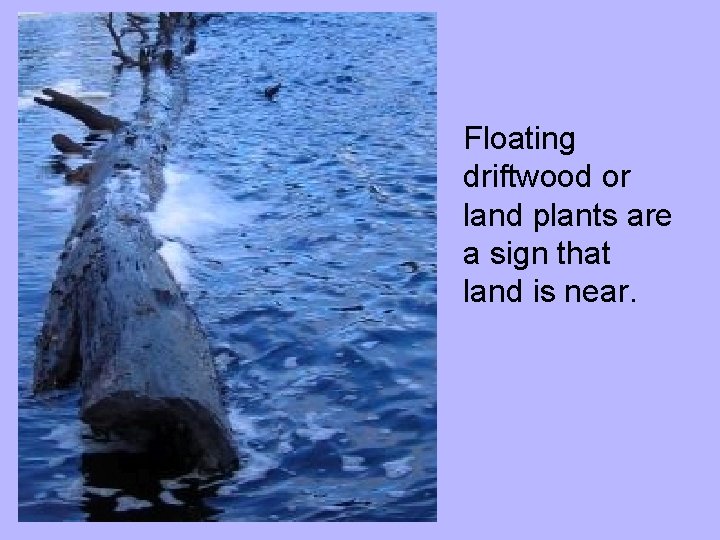 Floating driftwood or land plants are a sign that land is near. 