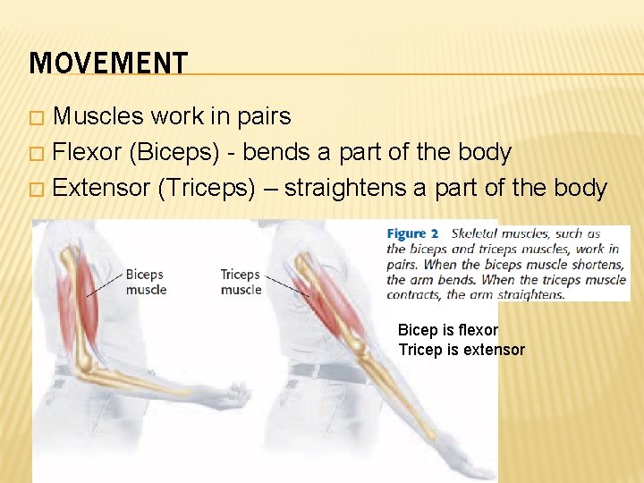 MOVEMENT Muscles work in pairs � Flexor (Biceps) - bends a part of the