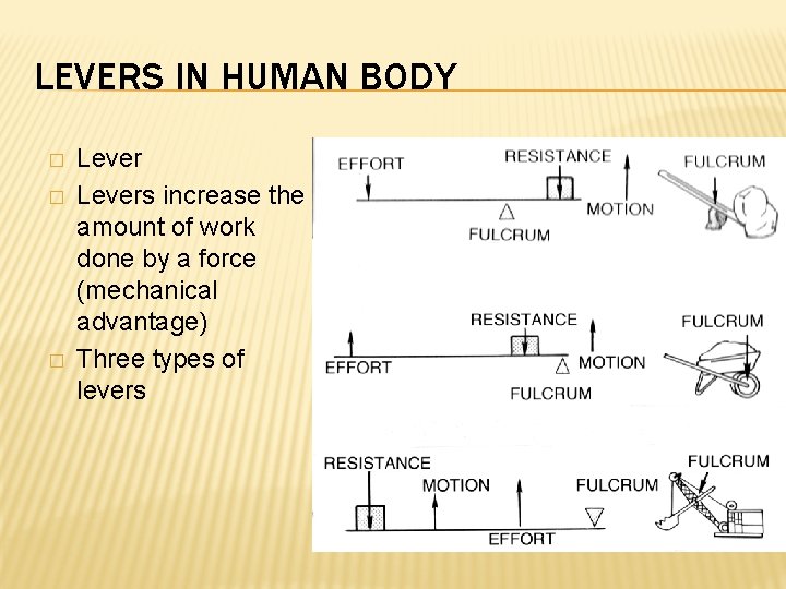 LEVERS IN HUMAN BODY � � � Levers increase the amount of work done