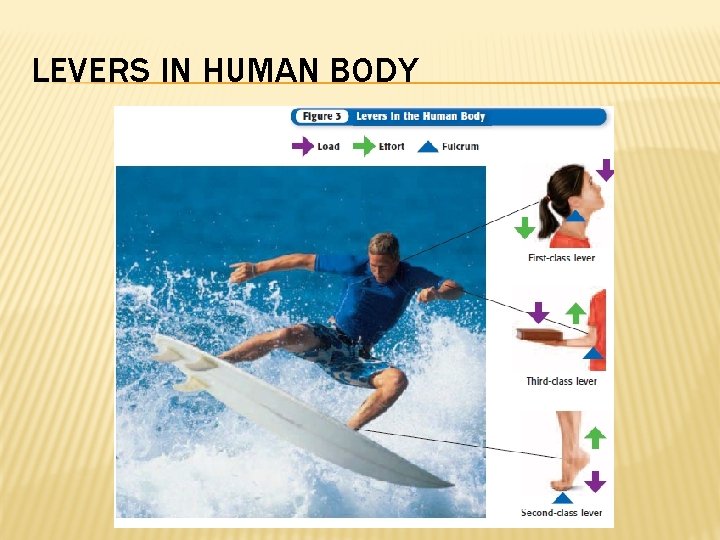 LEVERS IN HUMAN BODY 