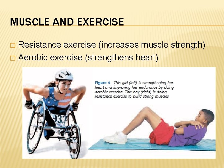 MUSCLE AND EXERCISE Resistance exercise (increases muscle strength) � Aerobic exercise (strengthens heart) �