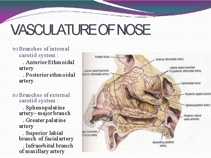 VASCULATUREOF NOSE Branches of internal carotid system : . Anterior Ethmoidal artery. Posterior ethmoidal
