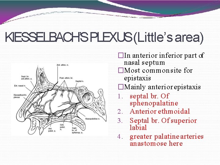 KIESSELBACH’SPLEXUS(Little’s area) �In anterior inferior part of nasal septum �Most common site for epistaxis
