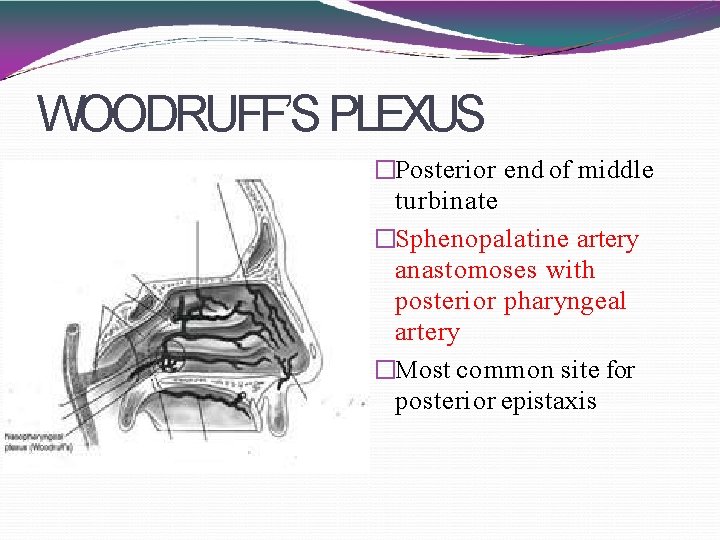 WOODRUFF’S PLEXUS �Posterior end of middle turbinate �Sphenopalatine artery anastomoses with posterior pharyngeal artery