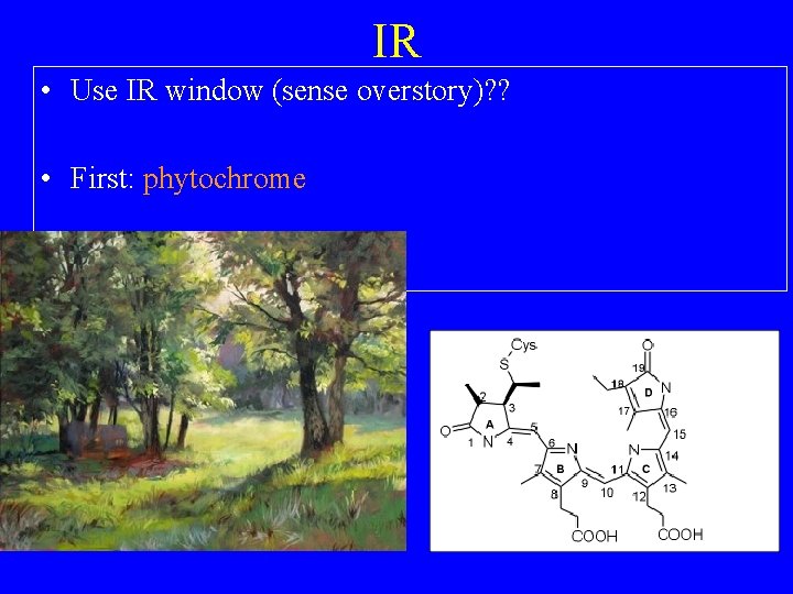 IR • Use IR window (sense overstory)? ? • First: phytochrome 