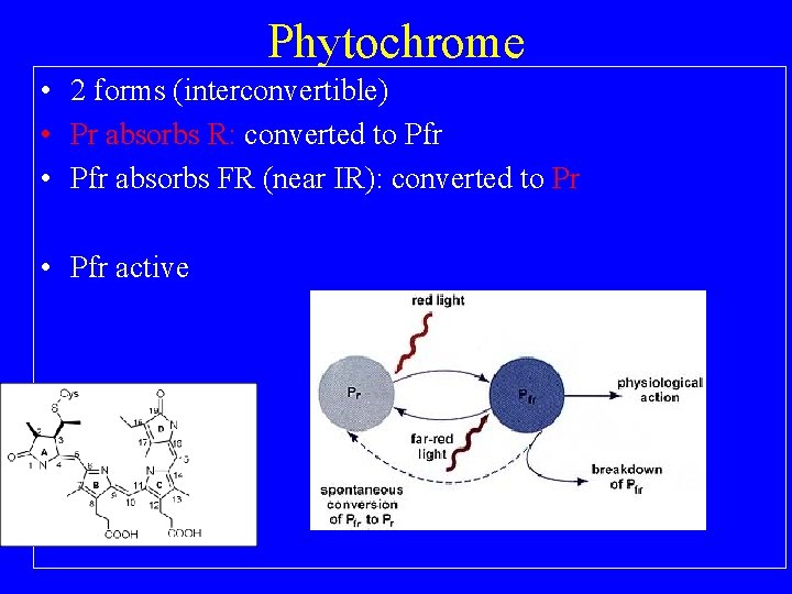 Phytochrome • 2 forms (interconvertible) • Pr absorbs R: converted to Pfr • Pfr