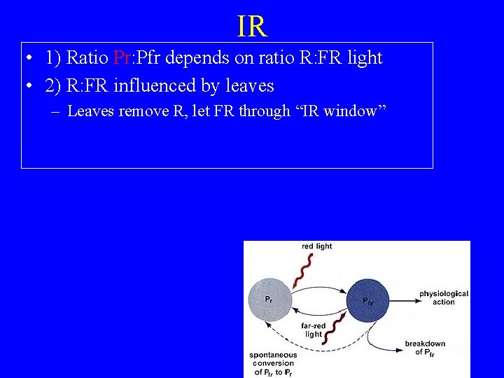 IR • 1) Ratio Pr: Pfr depends on ratio R: FR light • 2)