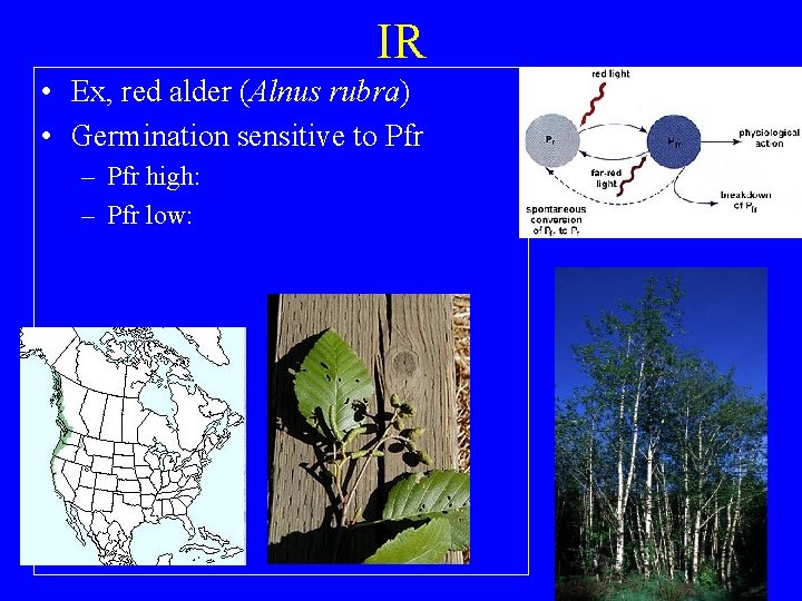 IR • Ex, red alder (Alnus rubra) • Germination sensitive to Pfr – Pfr