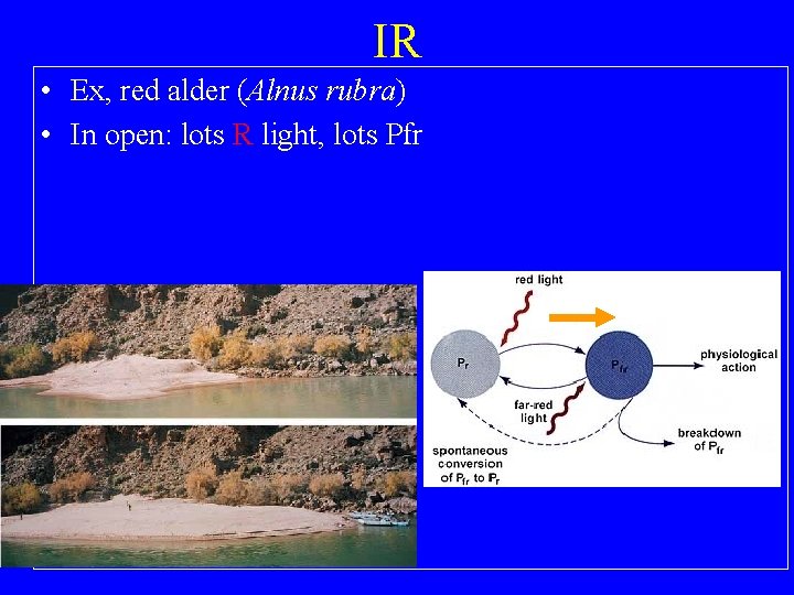 IR • Ex, red alder (Alnus rubra) • In open: lots R light, lots