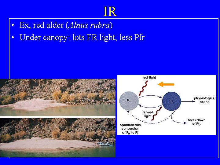 IR • Ex, red alder (Alnus rubra) • Under canopy: lots FR light, less