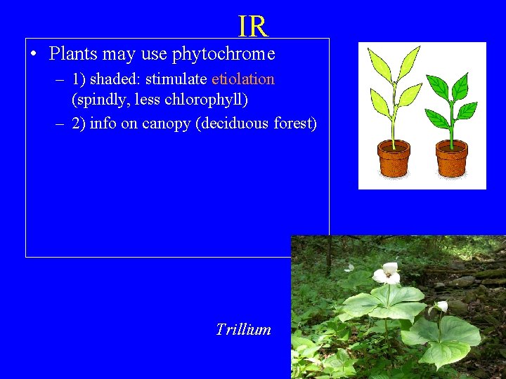 IR • Plants may use phytochrome – 1) shaded: stimulate etiolation (spindly, less chlorophyll)