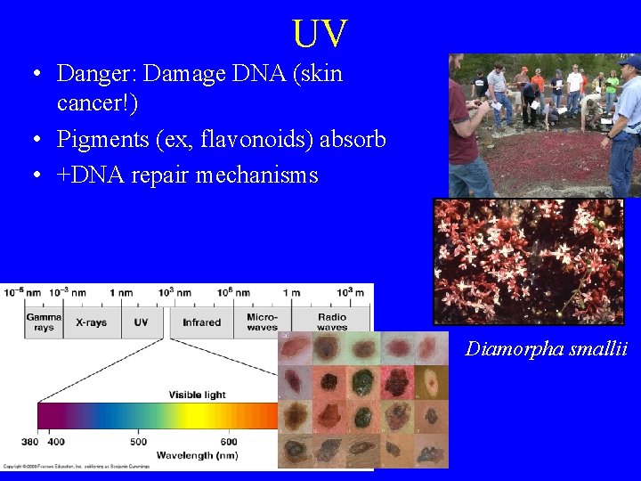 UV • Danger: Damage DNA (skin cancer!) • Pigments (ex, flavonoids) absorb • +DNA