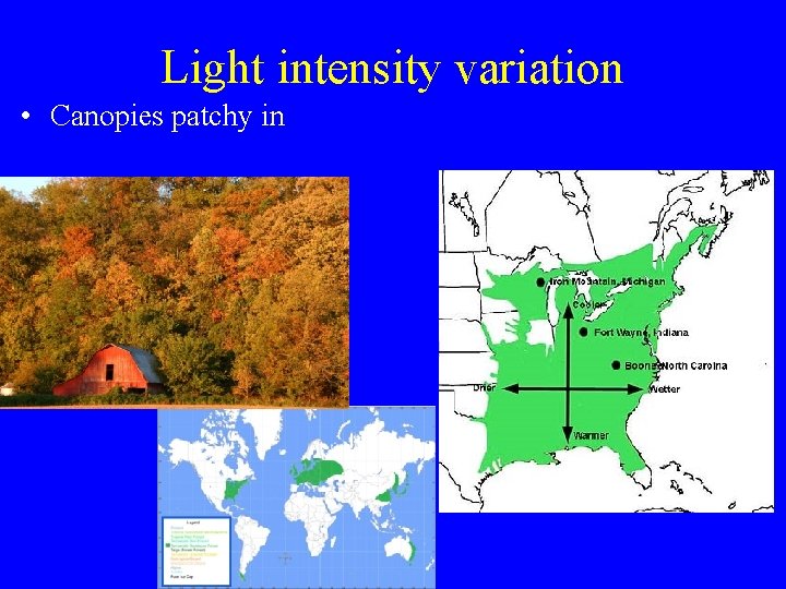 Light intensity variation • Canopies patchy in 