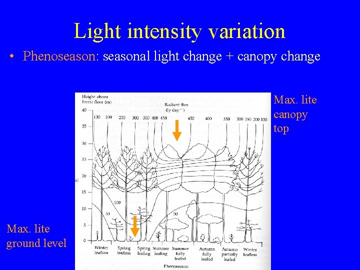 Light intensity variation • Phenoseason: seasonal light change + canopy change Max. lite canopy