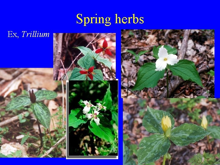 Spring herbs Ex, Trillium 