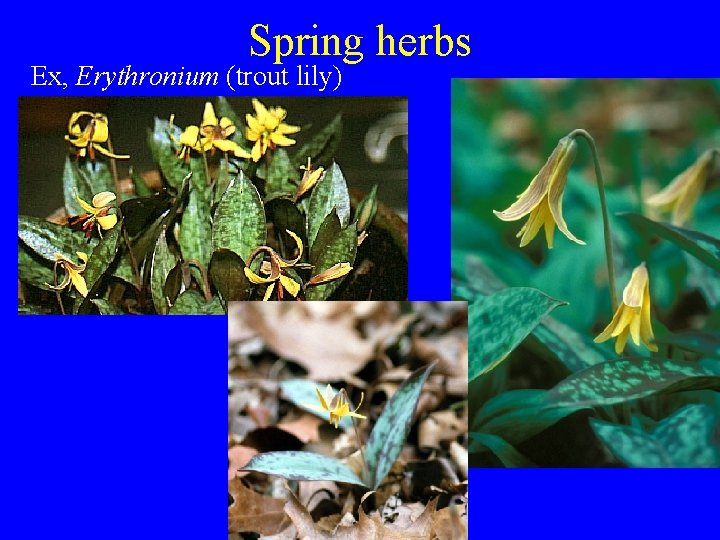 Spring herbs Ex, Erythronium (trout lily) 