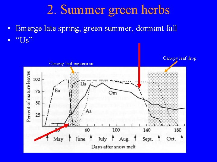 2. Summer green herbs • Emerge late spring, green summer, dormant fall • “Us”
