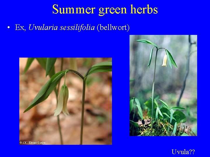 Summer green herbs • Ex, Uvularia sessilifolia (bellwort) Uvula? ? 