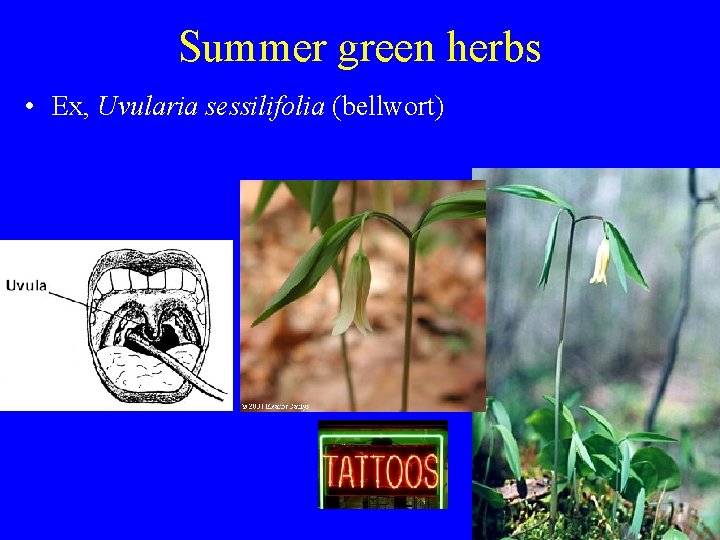Summer green herbs • Ex, Uvularia sessilifolia (bellwort) 