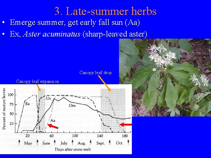 3. Late-summer herbs • Emerge summer, get early fall sun (Aa) • Ex, Aster