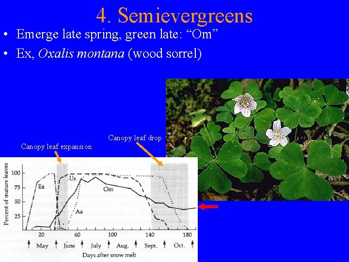 4. Semievergreens • Emerge late spring, green late: “Om” • Ex, Oxalis montana (wood