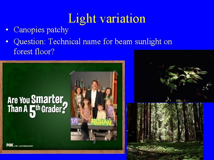 Light variation • Canopies patchy • Question: Technical name for beam sunlight on forest