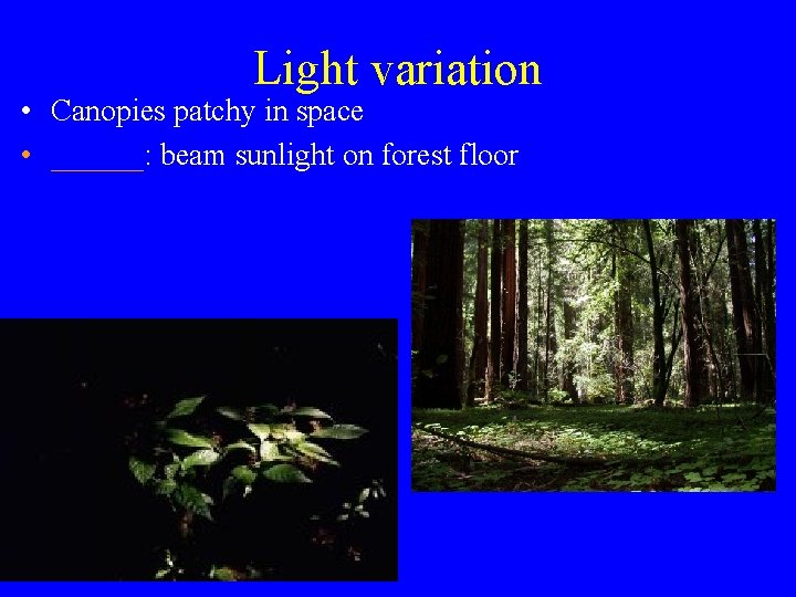 Light variation • Canopies patchy in space • ______: beam sunlight on forest floor