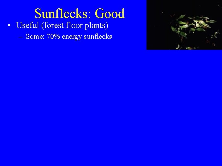 Sunflecks: Good • Useful (forest floor plants) – Some: 70% energy sunflecks 