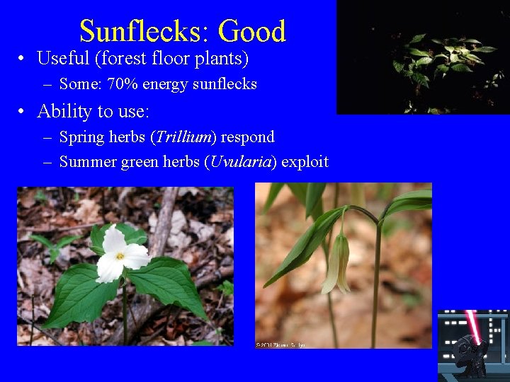 Sunflecks: Good • Useful (forest floor plants) – Some: 70% energy sunflecks • Ability