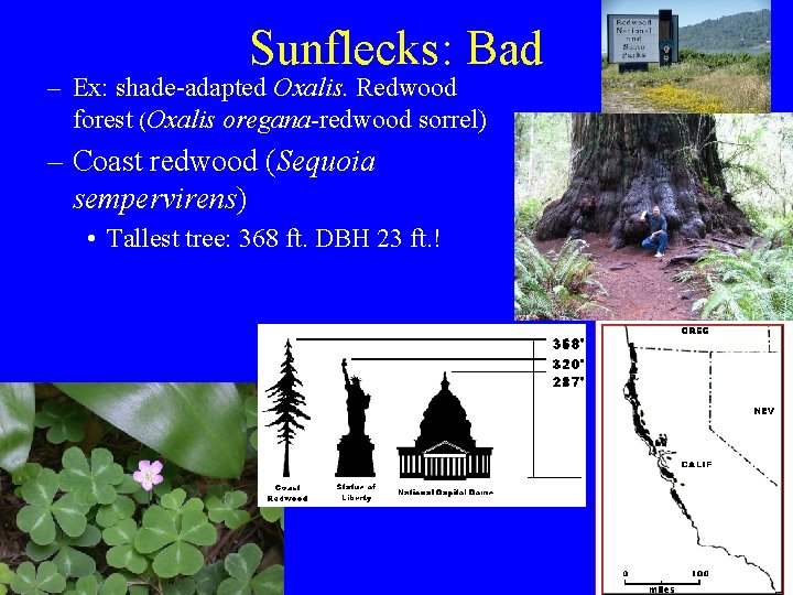 Sunflecks: Bad – Ex: shade-adapted Oxalis. Redwood forest (Oxalis oregana-redwood sorrel) – Coast redwood