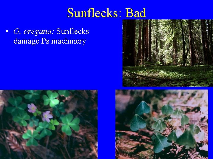 Sunflecks: Bad • O. oregana: Sunflecks damage Ps machinery 