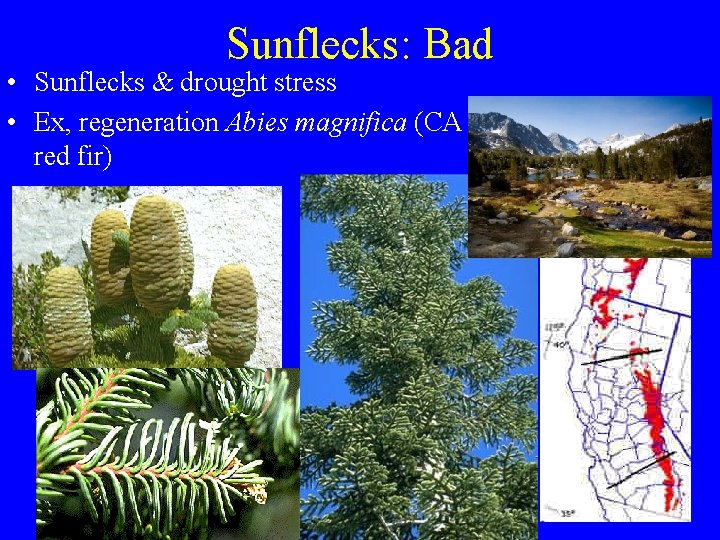 Sunflecks: Bad • Sunflecks & drought stress • Ex, regeneration Abies magnifica (CA red