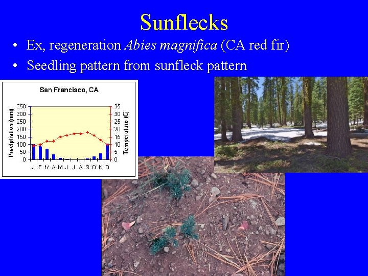 Sunflecks • Ex, regeneration Abies magnifica (CA red fir) • Seedling pattern from sunfleck
