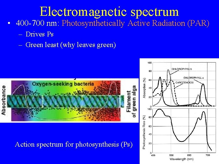 Electromagnetic spectrum • 400 -700 nm: Photosynthetically Active Radiation (PAR) – Drives Ps –