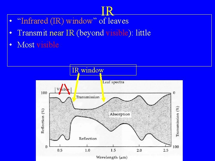 IR • “Infrared (IR) window” of leaves • Transmit near IR (beyond visible): little