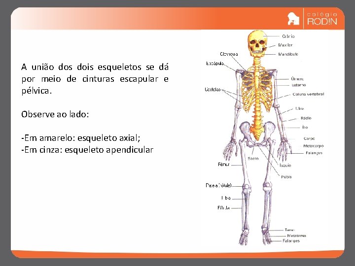 A união dos dois esqueletos se dá por meio de cinturas escapular e pélvica.