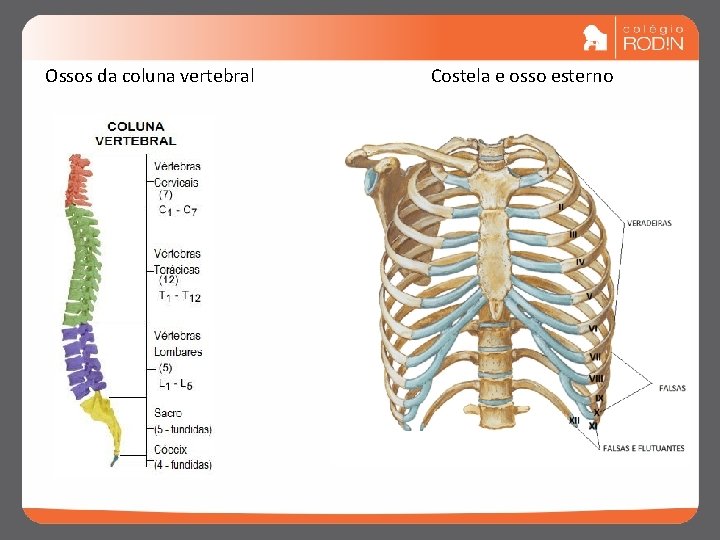 Ossos da coluna vertebral Costela e osso esterno 5 