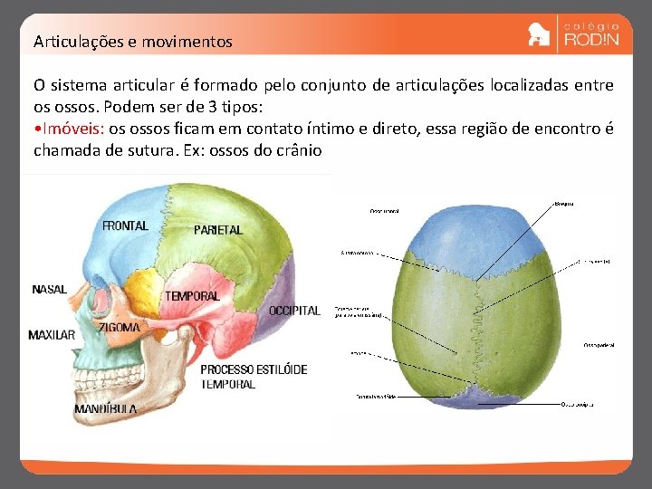 Articulações e movimentos O sistema articular é formado pelo conjunto de articulações localizadas entre