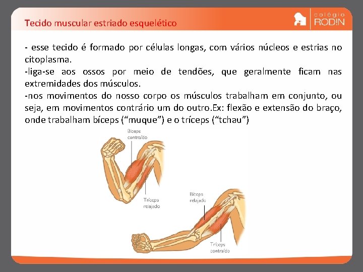 Tecido muscular estriado esquelético - esse tecido é formado por células longas, com vários