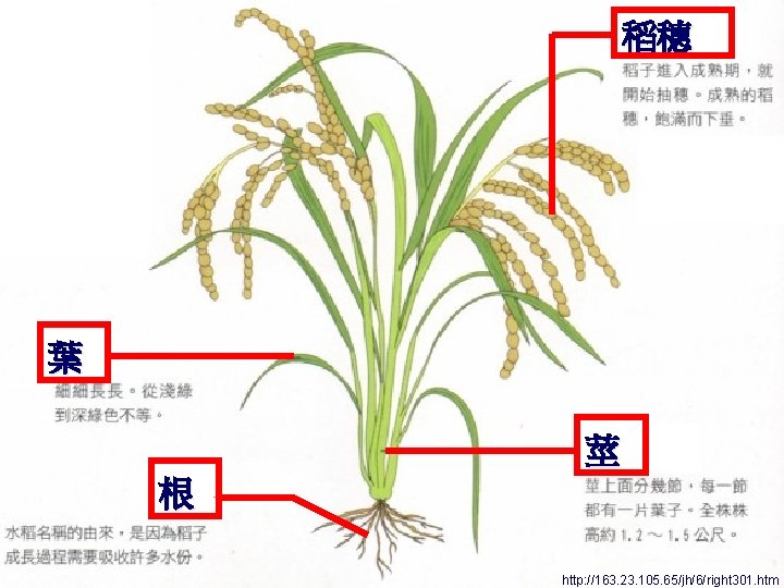 稻穗 稻米的形態 葉 莖 根 http: //163. 23. 105. 65/jh/6/right 301. htm 