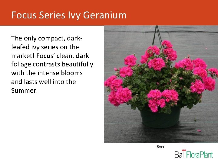 Focus Series Ivy Geranium The only compact, darkleafed ivy series on the market! Focus’