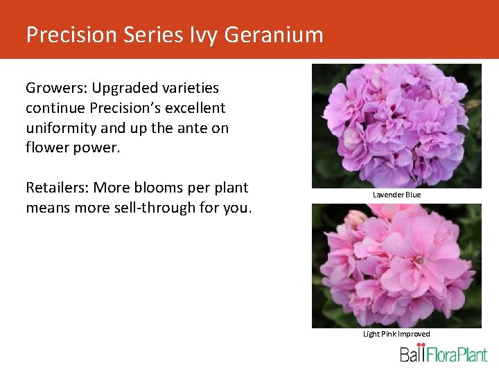 Precision Series Ivy Geranium Growers: Upgraded varieties continue Precision’s excellent uniformity and up the