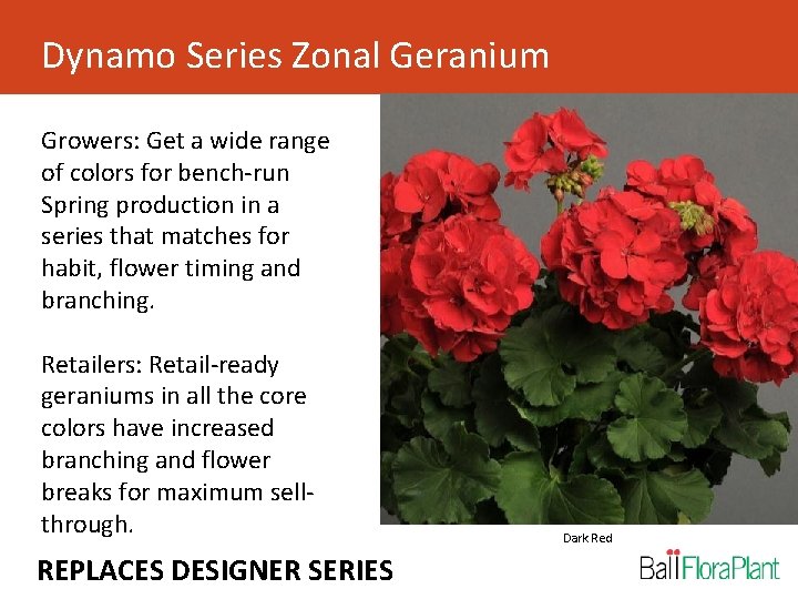 Dynamo Series Zonal Geranium Growers: Get a wide range of colors for bench-run Spring