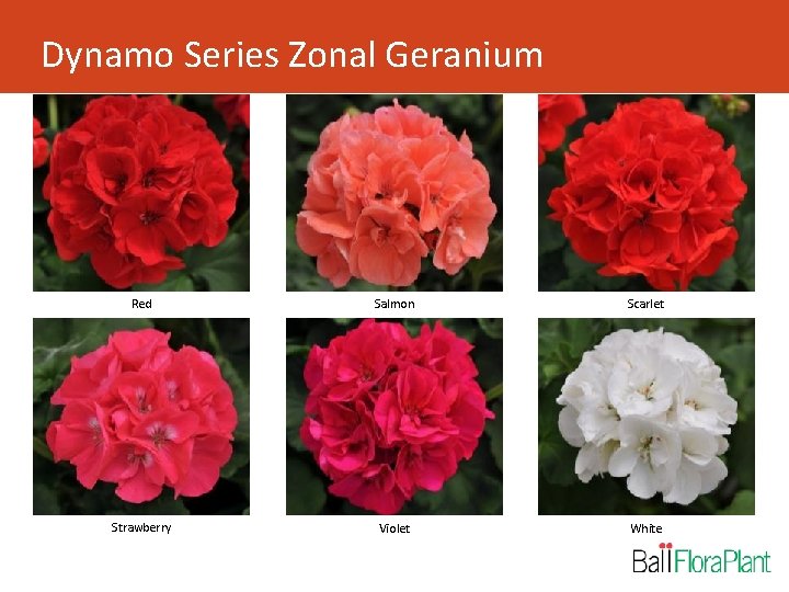 Dynamo Series Zonal Geranium Red Salmon Scarlet Strawberry Violet White 